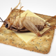 Illustration for article titled We've Fucked Over the Environment So Now We Have to Eat Bugs and Play in Poop